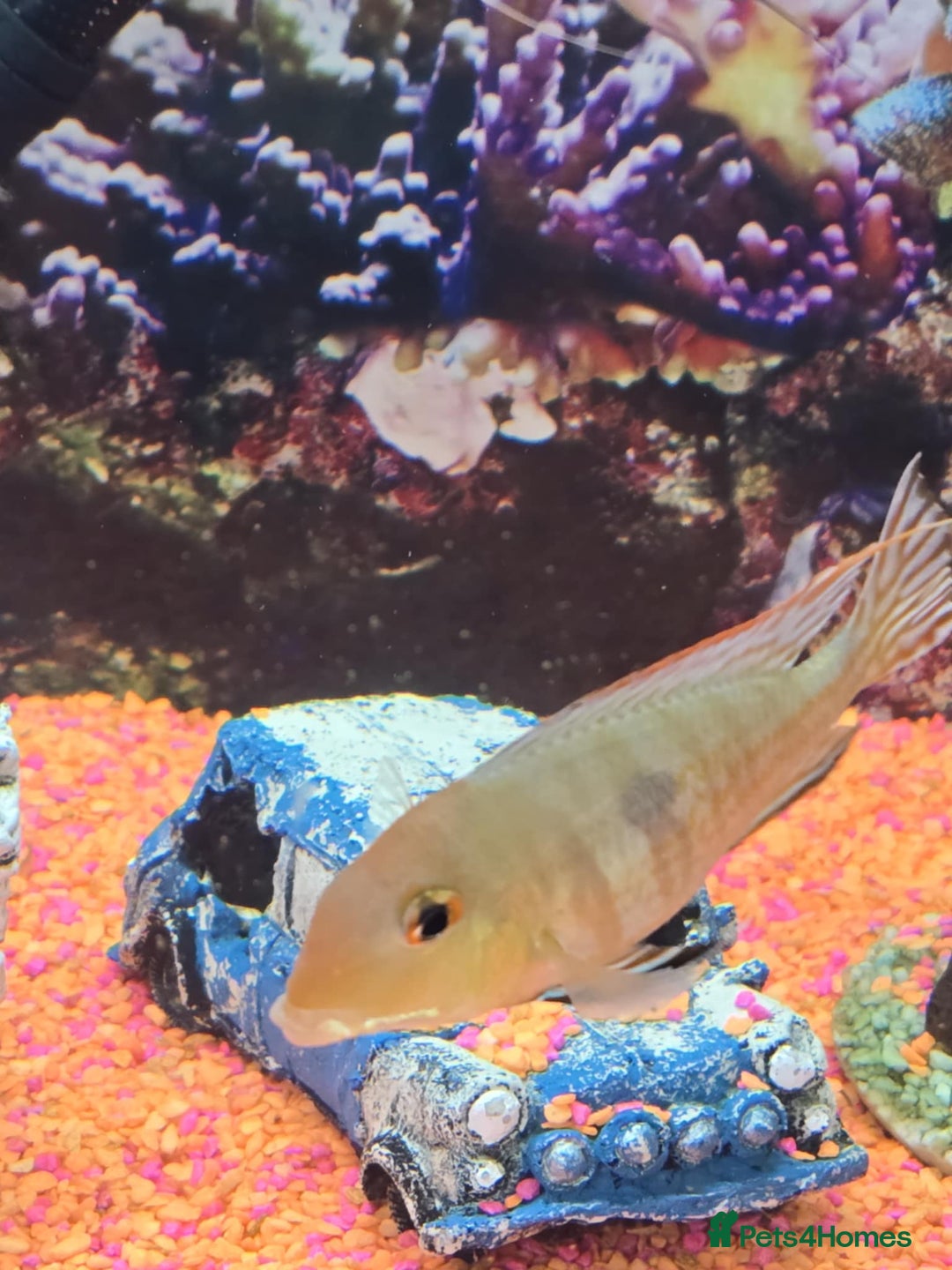 Tetras fish for sale: Diff fish for sale - Image 4