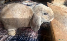 English Lop rabbits for sale: 4 Cute friendly lop bunnies - Image 2