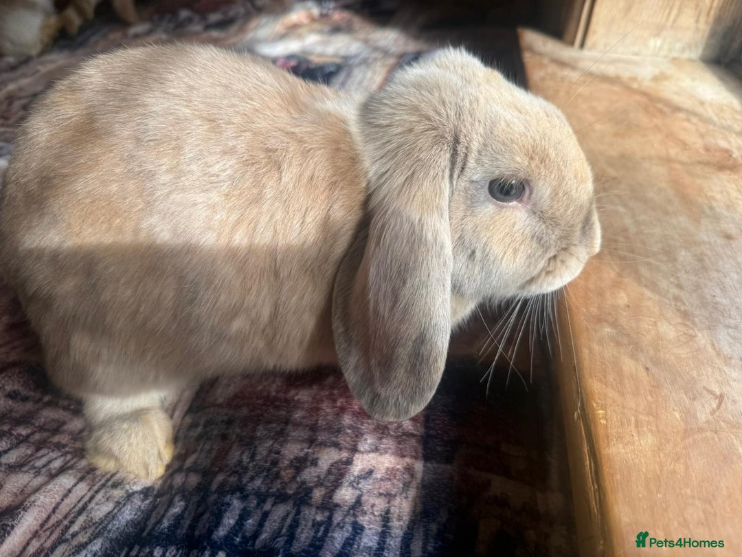English Lop rabbits for sale: 4 Cute friendly lop bunnies - Image 2