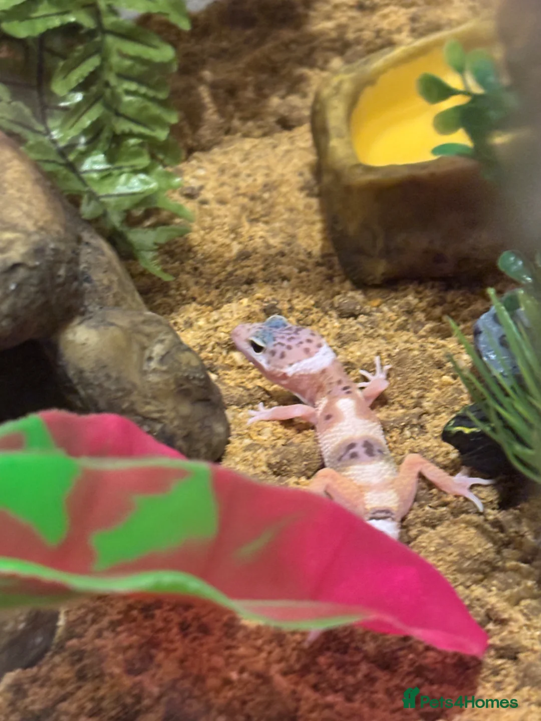 Gecko reptiles for sale: 5 month old leopard gecko for sale  in Manchester - Advert 2