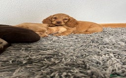 Cocker Spaniel dogs for sale: STUNNING COCKER SPANIEL PUPPIES  - Image 20