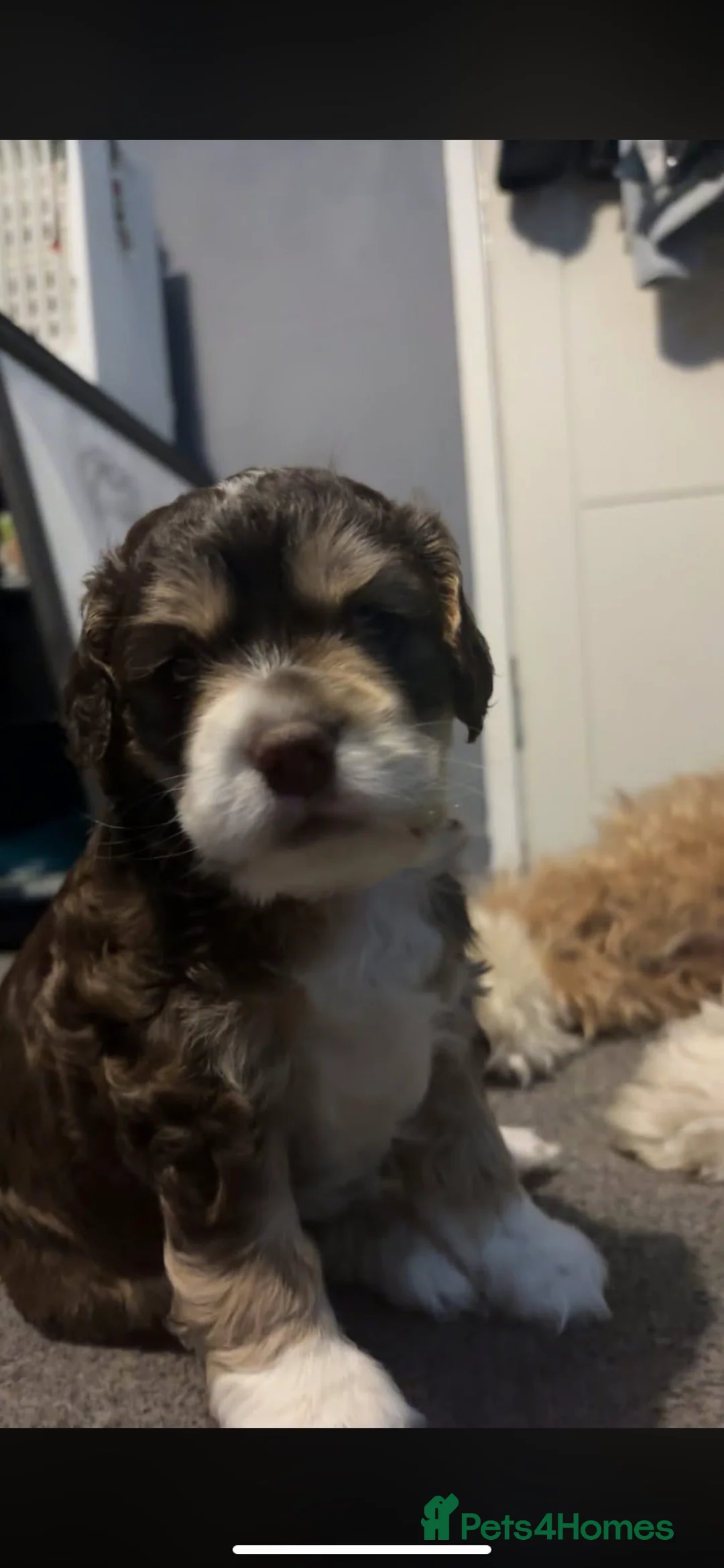 Mixed Breed dogs for sale: Cockerpoo  - Advert 7