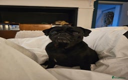 Pug dogs for sale: Reluctant Rehoming  - Image 4