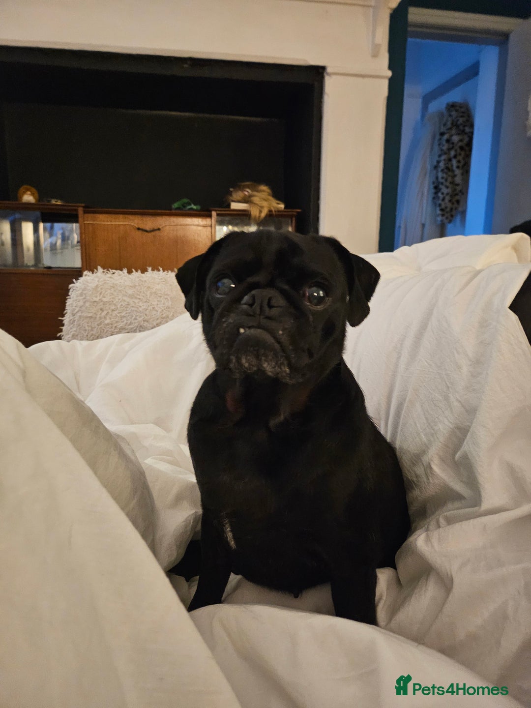 Pug dogs for sale: Reluctant Rehoming  - Image 4