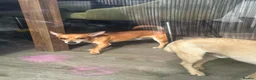 Mixed Breed dogs for sale: Bean - Chihuahua / Jack Russell mix in Maidstone - Advert 6