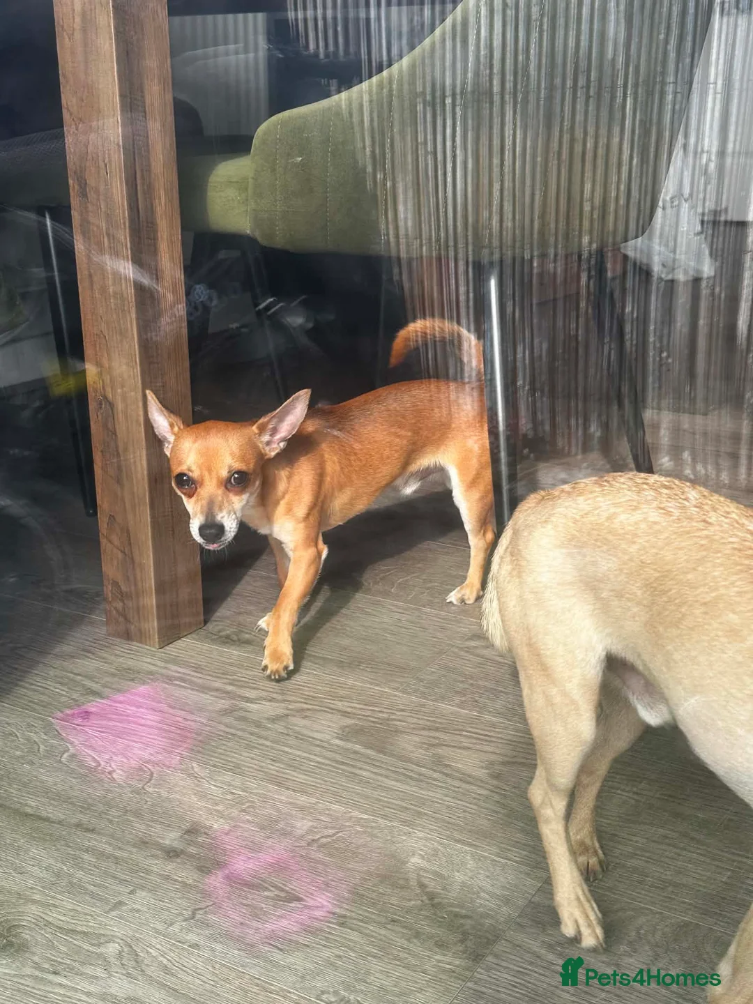 Mixed Breed dogs for sale: Bean - Chihuahua / Jack Russell mix in Maidstone - Advert 6