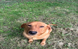 Labrador Retriever dogs for sale: Labrador retriever  - Image 10