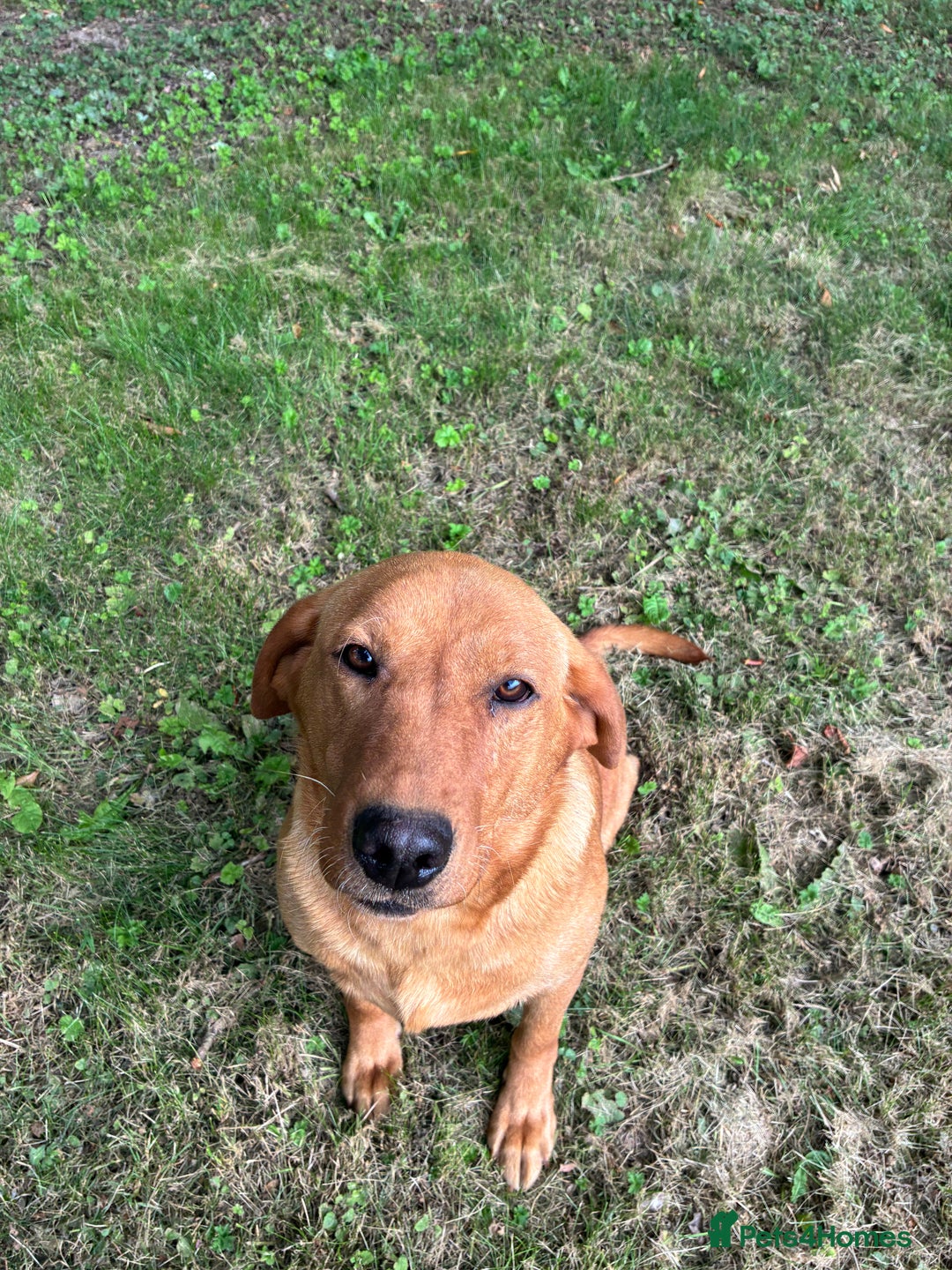 Labrador Retriever dogs for sale: Labrador retriever  - Image 10