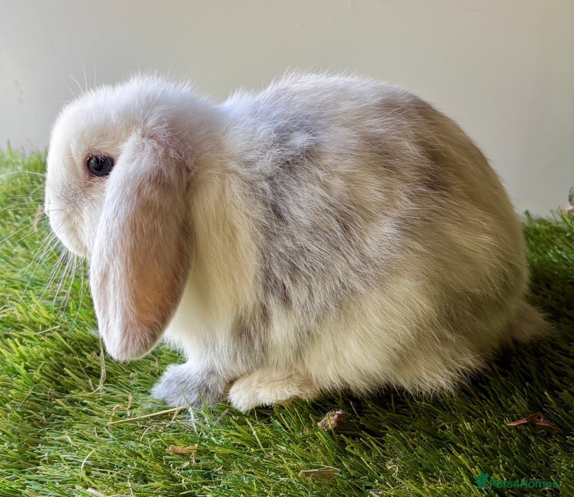 Mini Lop rabbits Stunning mini lop babies - Advert 2