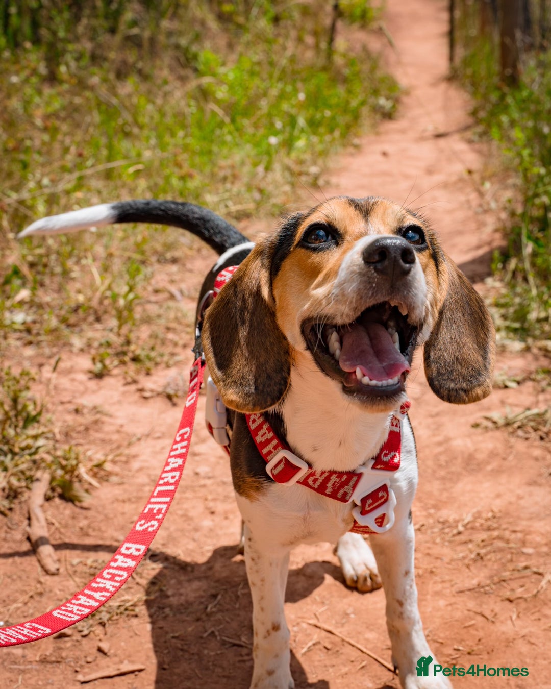 Beagle dogs for sale: Rambunctious friendly Beagle - Image 5