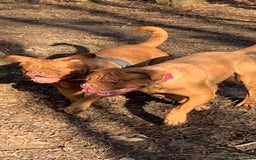 Dogue De Bordeaux dogs for sale: 🐾Dogue de Bordeaux Puppies Champion Bloodlines  - Image 13