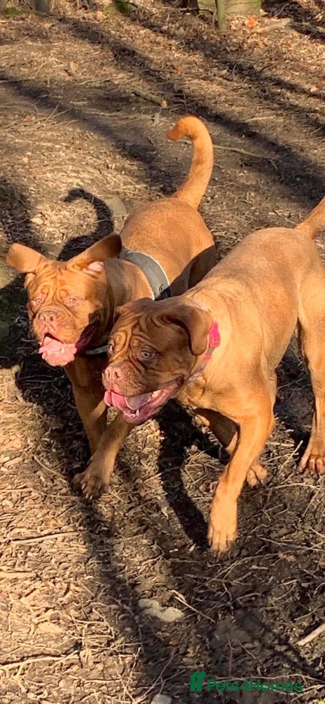 Dogue De Bordeaux dogs for sale: 🐾Dogue de Bordeaux Puppies Champion Bloodlines  - Image 13