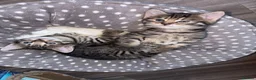 Mixed Breed cats for sale: Two beautiful male kittens in Buckingham - Advert 1