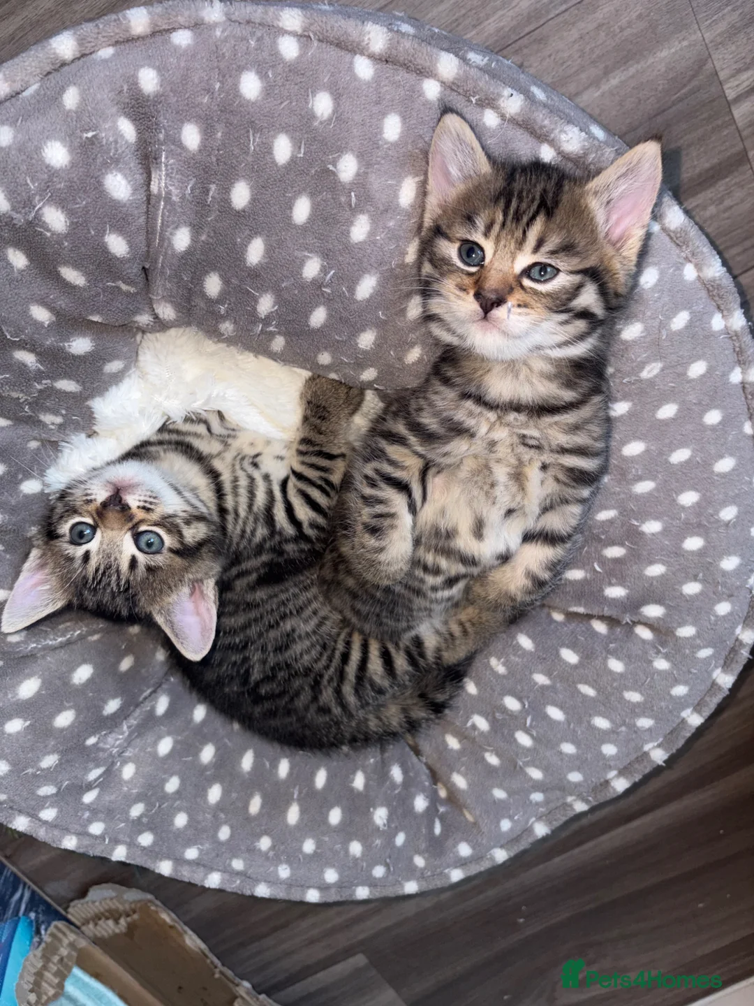 Mixed Breed cats for sale: Two beautiful male kittens in Buckingham - Advert 1