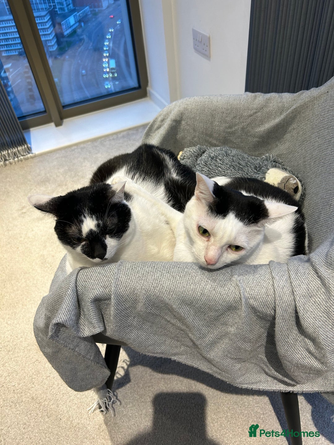 Mixed Breed cats for sale: Heartbroken to Rehome My Bonded Sisters (£0) - Advert 8