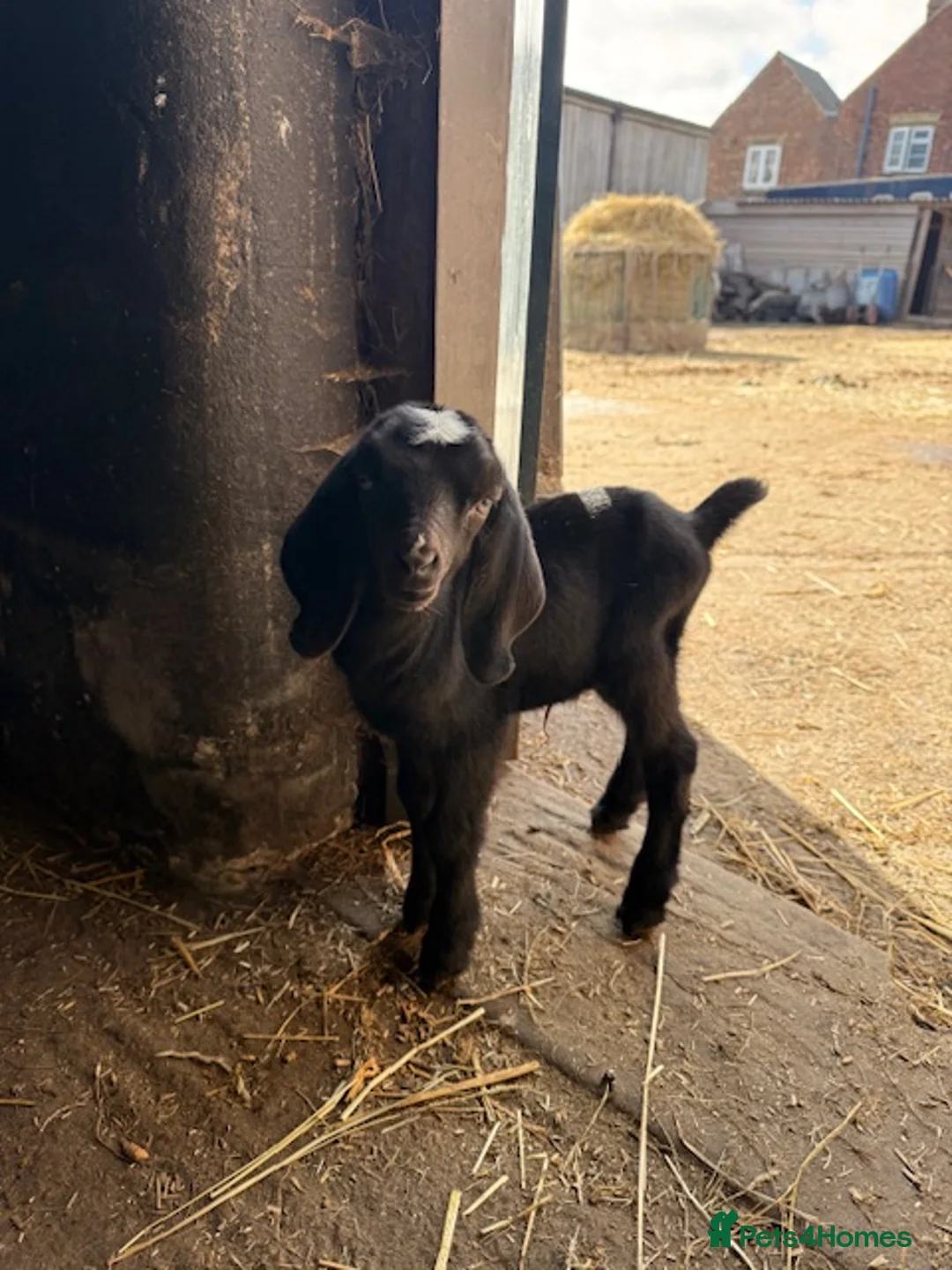 Goats livestock for sale: Nubian/ Boer/ Sanaan cross  - Advert 1
