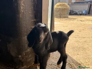 Goats livestock Nubian/ Boer/ Sanaan cross - Advert 1