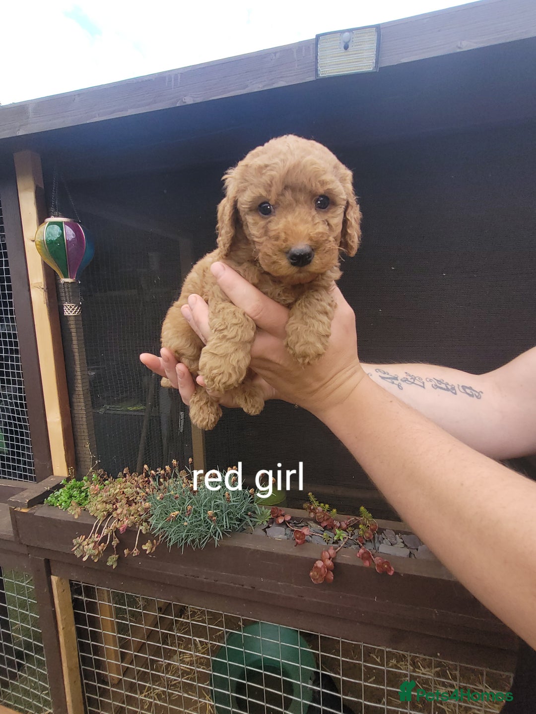 Labradoodle dogs for sale:  Apricot Doodle labradoodles - Image 29