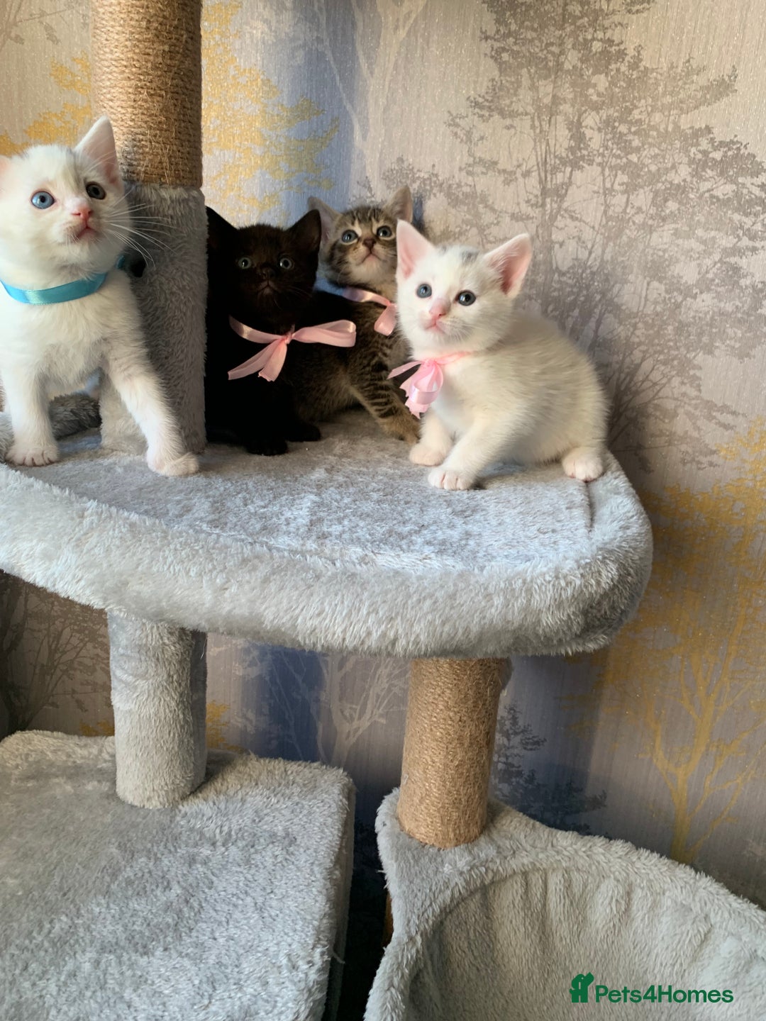 Mixed Breed cats for sale: Beautiful Mixed Angora Kittens - Advert 1