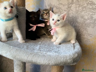 Mixed Breed cats Beautiful Mixed Angora Kittens - Advert 1