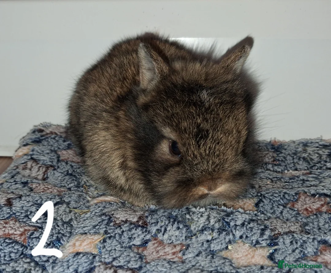 Mixed Breed rabbits for sale: Gorgeous baby bunnies, ready to reserve! - Advert 4