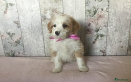 Bordoodle dogs for sale: Adorable & Confident Collie x poodle pups - Image 4