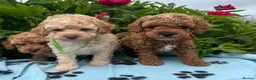 Cavapoochon dogs for sale: Cavapoochon puppies  - Advert 11