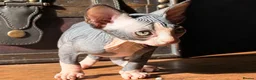 Sphynx cats for sale: Beautiful Sphynx baby girl - Advert 7