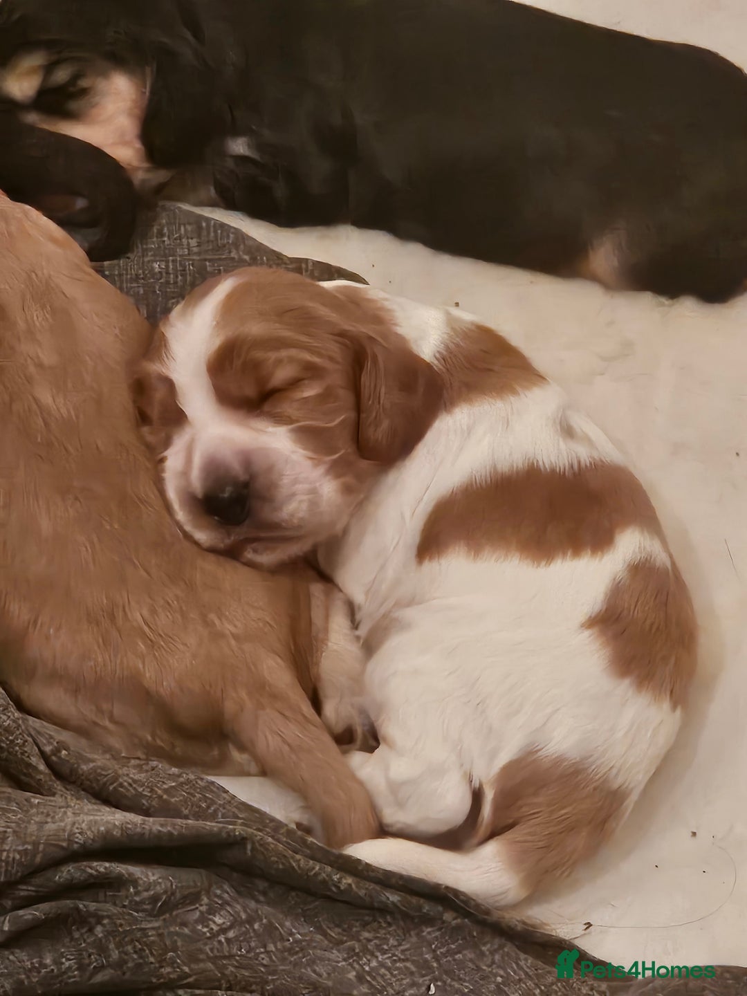 Cocker Spaniel dogs for sale: Beautiful full show cockers  - Advert 7