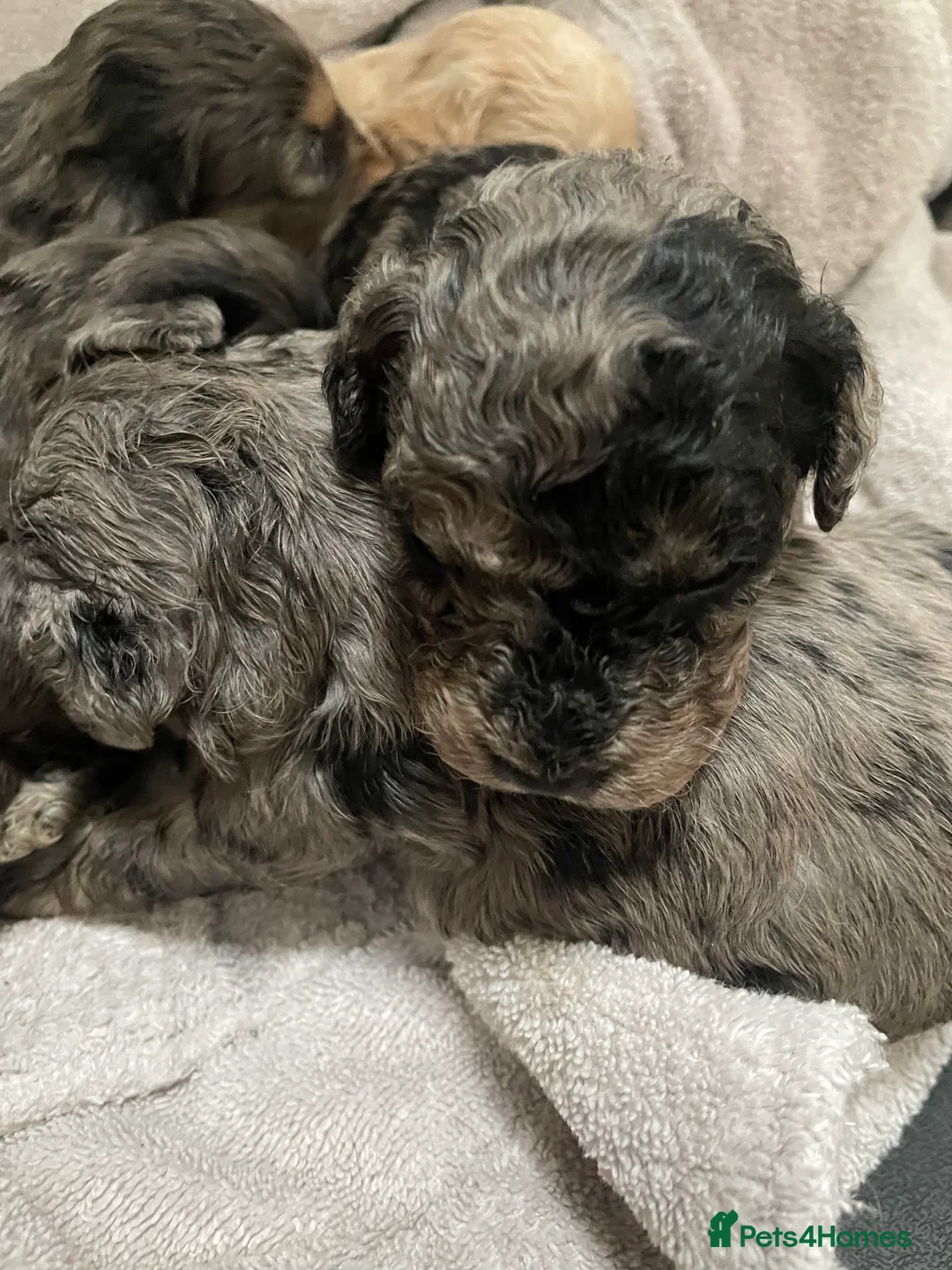 Cavapoo dogs for sale: Exceptional F1 B teddy bear cavapoo puppies  - Advert 11