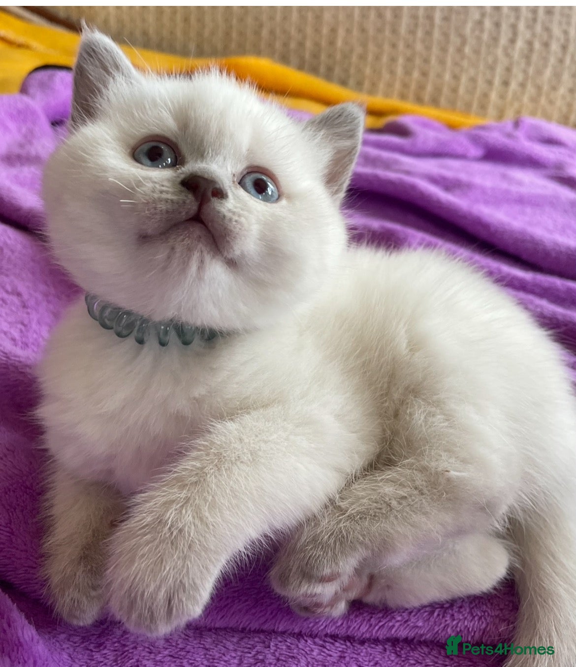 British Shorthair cats Beautiful lilac colour point British shorthair  - Advert 2