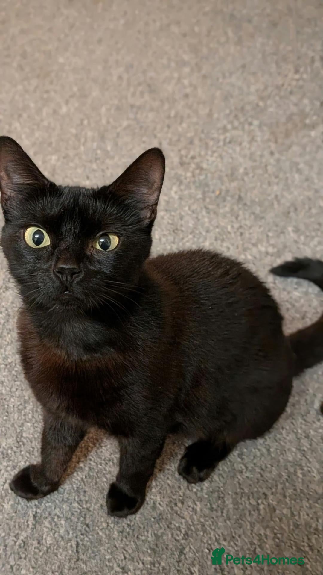 Mixed Breed cats Female Rescue Cat for Indoor Only Adoption - Advert 2