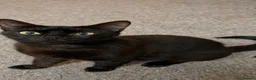 Mixed Breed cats for adoption: Female Rescue Cat for Indoor Only Adoption - Advert 1