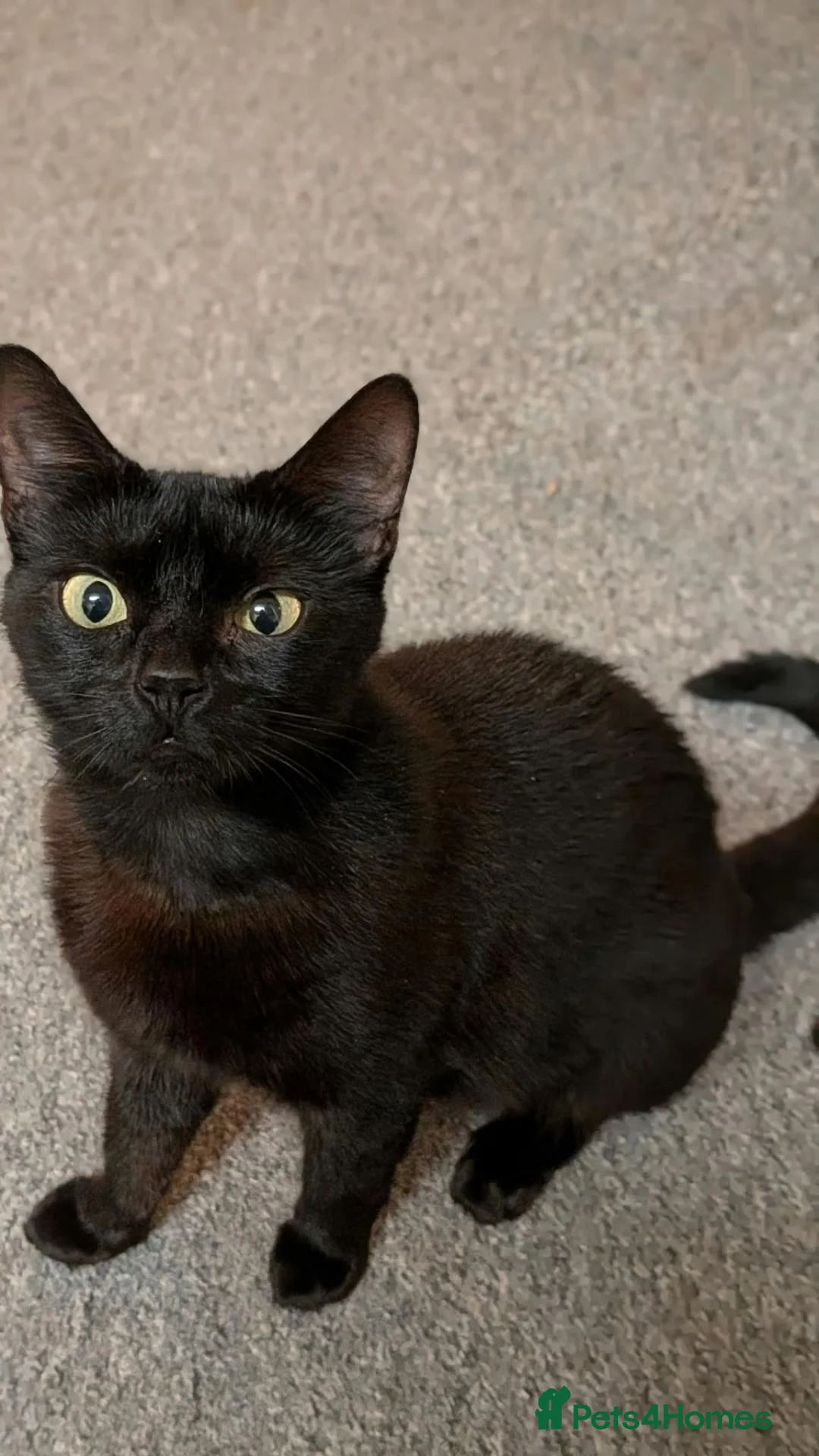 Mixed Breed cats for adoption: Female Rescue Cat for Indoor Only Adoption - Advert 1