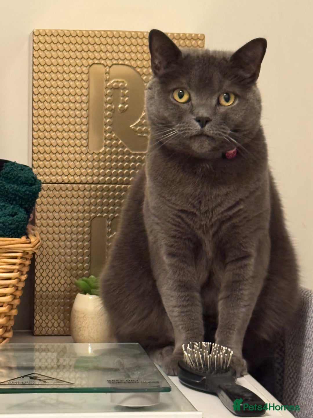 British Shorthair cats for sale: Miss CoCo  - Advert 2