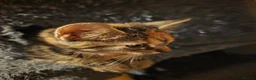 Mixed Breed cats for sale: Tabby kittens  - Advert 4