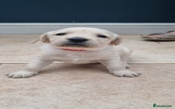 Mixed Breed dogs for sale: Double Doodle puppies  - Image 17