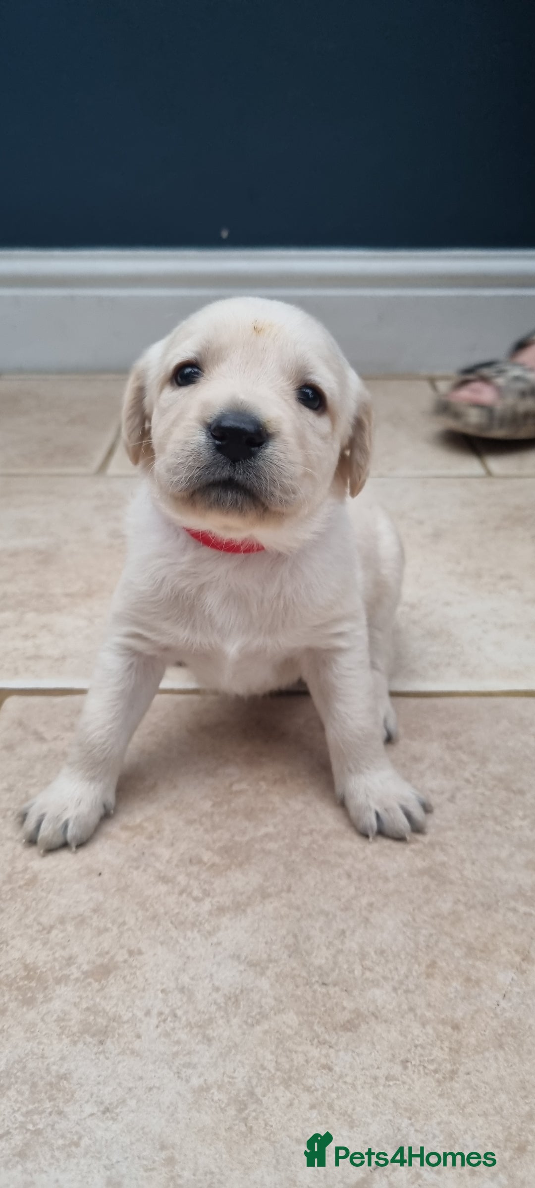 Mixed Breed dogs for sale: Double Doodle puppies  - Image 17