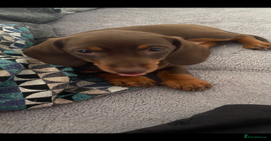 Miniature Dachshund dogs - Advert 3