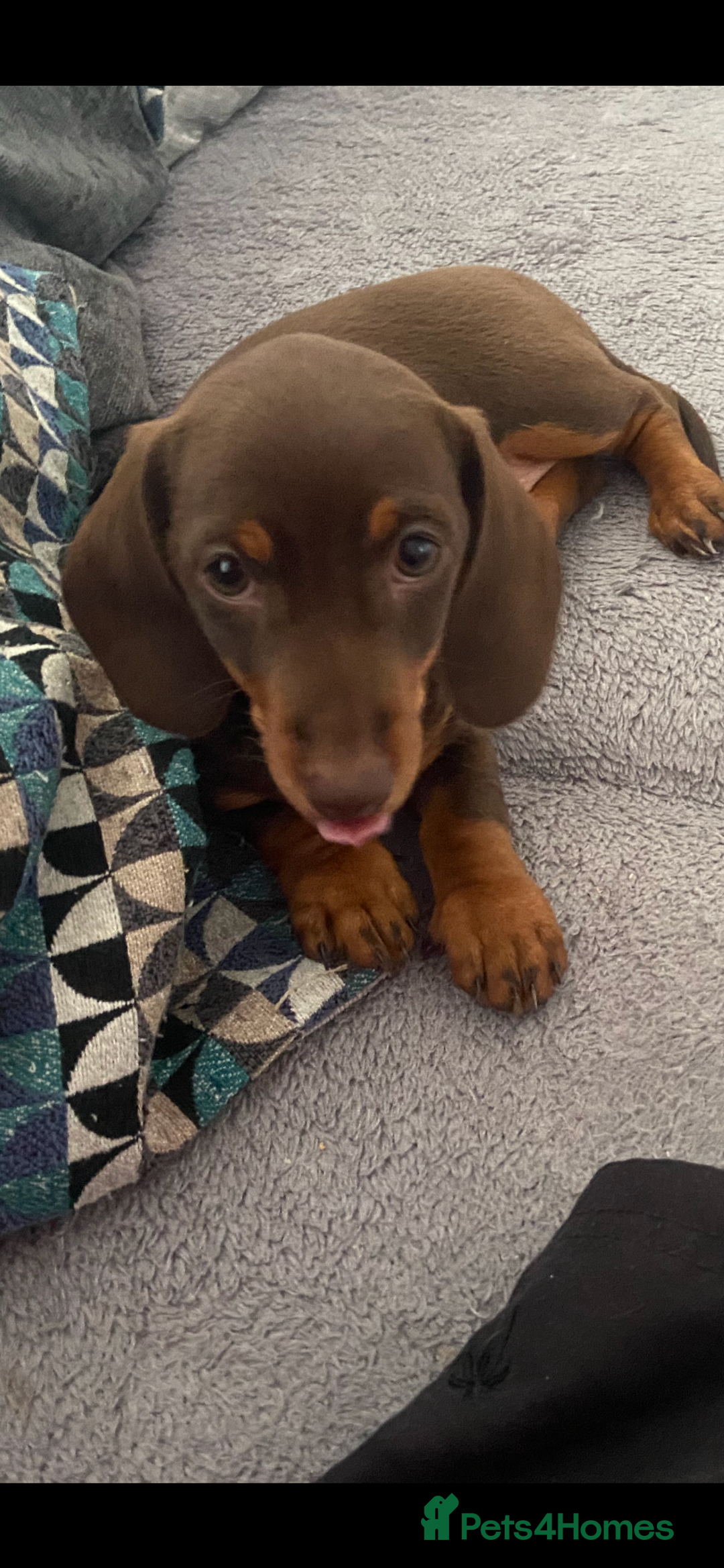 Miniature Dachshund dogs for sale: Miniature Dachshunds - Image 3