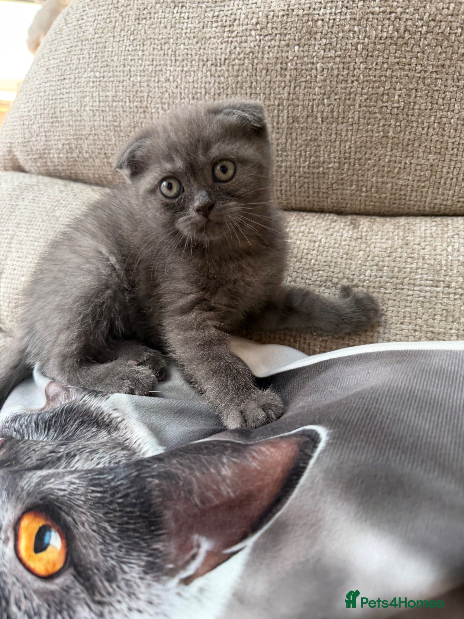 Scottish Fold cats Discount available ❤️Lovely scotish kittens💕💕💕 - Advert 2
