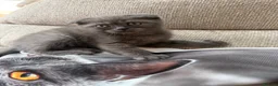 Scottish Fold cats for sale: Last two girls ❤️Lovely scotish kittens💕💕💕 - Advert 3