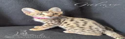 Savannah cats for sale: Excellent Quality Tica Registered Purebred kittens - Advert 14