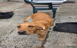 Labrador Retriever dogs for sale: Kc reg  yellow lab puppies 🐶  - Image 13