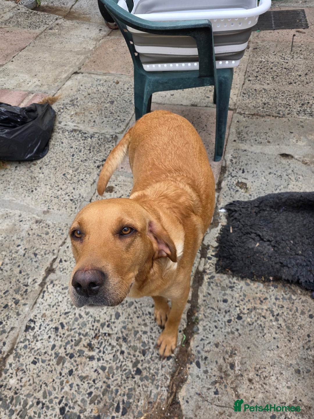 Labrador Retriever dogs for sale: Kc reg  yellow lab puppies 🐶  - Image 13