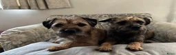 Border Terrier dogs for sale: Adorable Border Terrier Puppies  in Sherborne - Advert 6