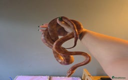 Corn Snake reptiles for sale: X2 4½ft-5ft corn snakes - Image 3