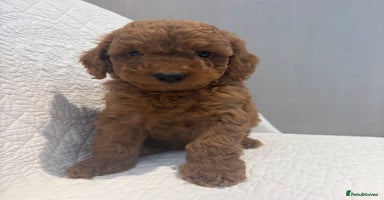 Cockapoo dogs - Advert 5