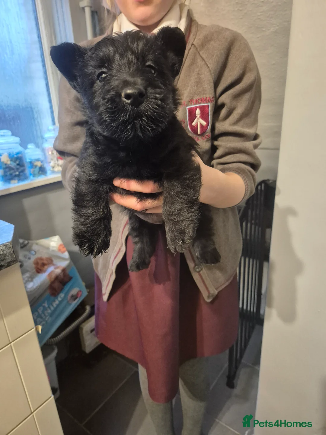 Scottish Terrier dogs for sale: Scottish terrier puppies  - Advert 2