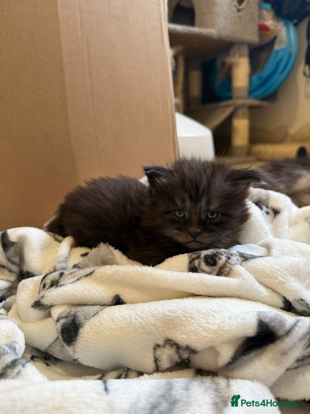 Maine Coon cats for sale: Pedigree Tica Russian Import line Maine Coons - Advert 6